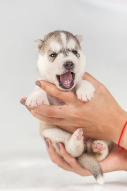 elinde sibirya Husky köpek yavrusu