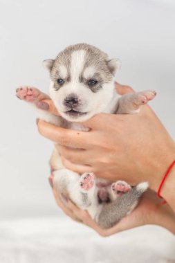elinde sibirya Husky köpek yavrusu
