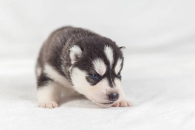 Komik köpek yavrusu bir aylık