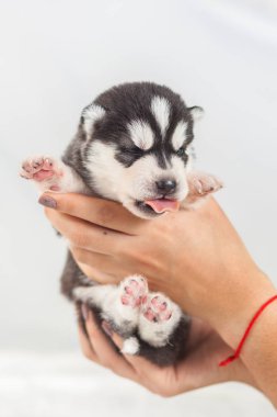 elinde sibirya Husky köpek yavrusu