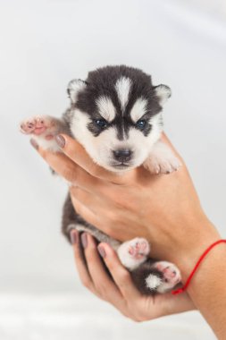 Komik köpek yavrusu bir aylık