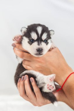 Komik köpek yavrusu bir aylık