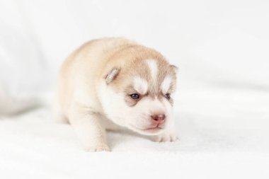 fawn sibirya husky köpek yavrusu yalnız