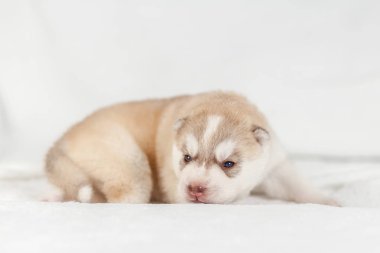 fawn sibirya husky köpek yavrusu yalnız