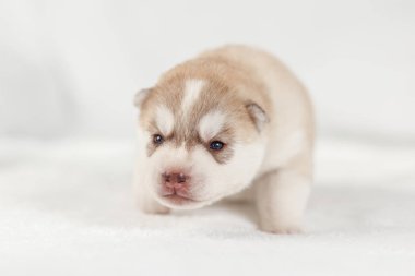 fawn sibirya husky köpek yavrusu yalnız