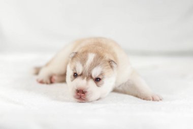 Sibirya Husky köpek yavrusu bir ay