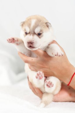 elinde sibirya Husky köpek yavrusu