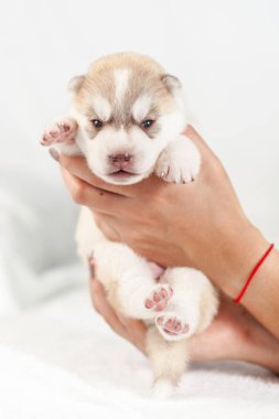 elinde sibirya Husky köpek yavrusu