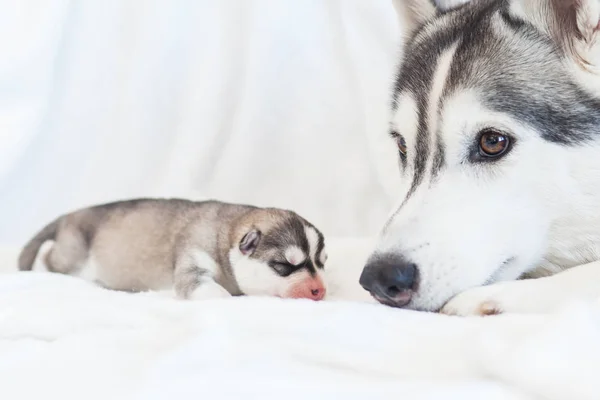 Хаски мама и ее щенки — стоковое фото