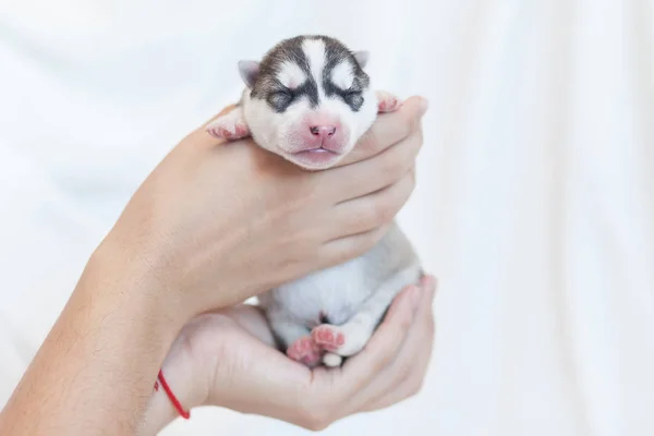 Husky pui nou-născuți 1 zi — Fotografie, imagine de stoc