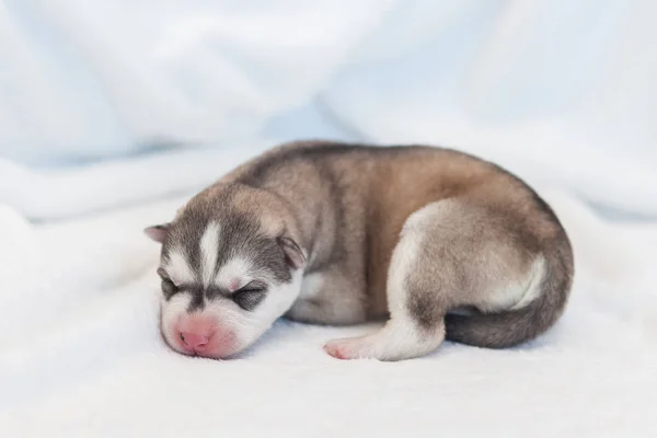 Husky cachorros recém-nascidos 1 dia — Fotografia de Stock