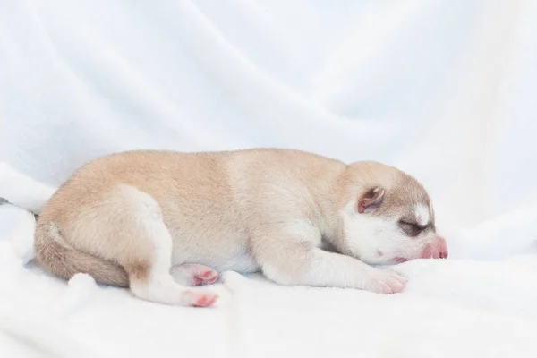 Husky cachorros recém-nascidos 1 dia — Fotografia de Stock