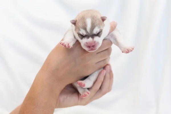 Husky cachorros recién nacidos 1 día — Foto de Stock