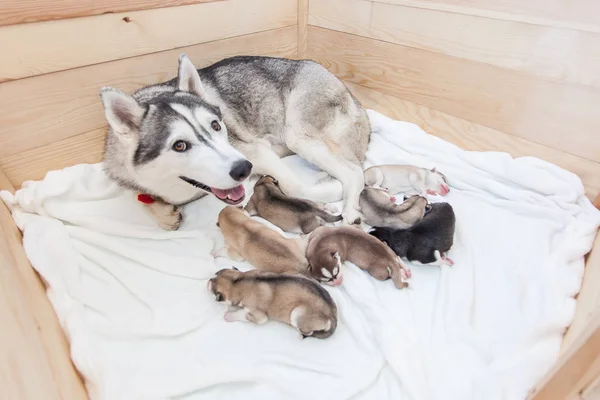 Husky mamma och hennes valpar — Stockfoto