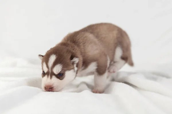 Cachorro rojo husky solo siberiano — Foto de Stock