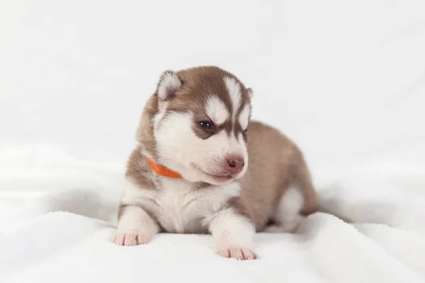 Filhote de cachorro vermelho husky sozinho siberiano — Fotografia de Stock