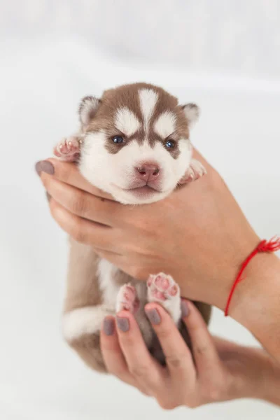 Filhote de cachorro vermelho husky sozinho siberiano — Fotografia de Stock