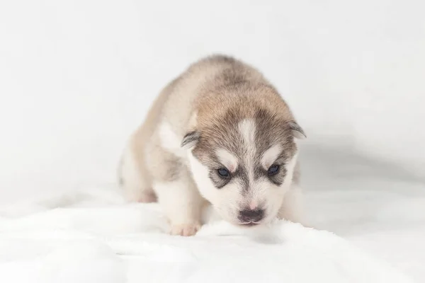 Sevimli Sibirya Husky Köpek yavrusu yalnız — Stok fotoğraf
