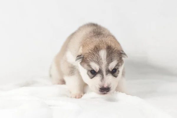 Cute siberian husky puppy alone — Stock Photo, Image