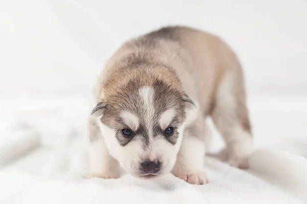 Cute syberyjski Husky Puppy sam — Zdjęcie stockowe