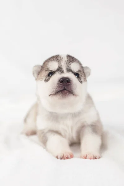 Cute syberyjski Husky Puppy sam — Zdjęcie stockowe