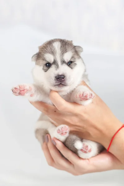 かわいいシベリアハスキー子犬一人で — ストック写真