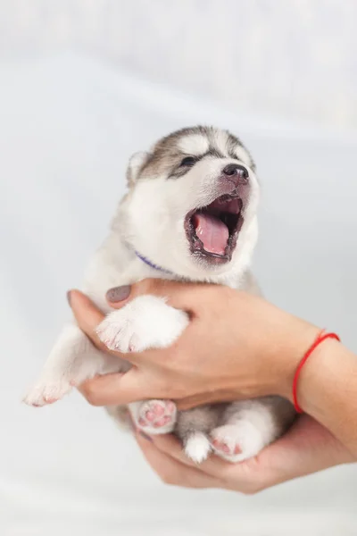 Cute siberian husky puppy alone — Stock Photo, Image