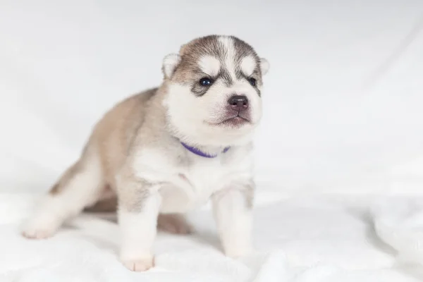 Komik köpek yavrusu bir aylık — Stok fotoğraf