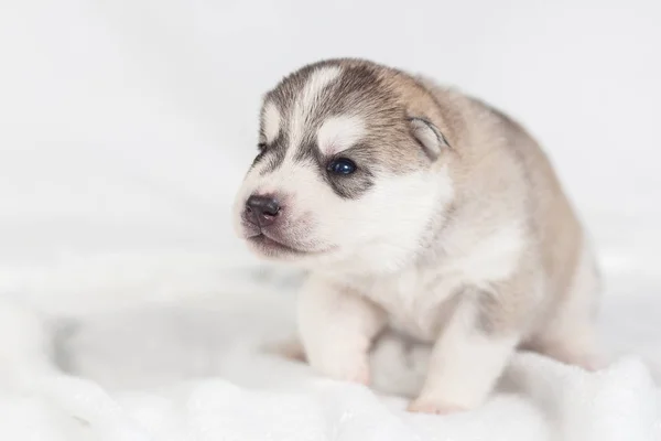 Cachorro divertido de un mes de edad — Foto de Stock