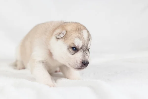 Cachorro divertido de un mes de edad — Foto de Stock