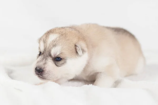 Filhote de cachorro engraçado um mês de idade — Fotografia de Stock