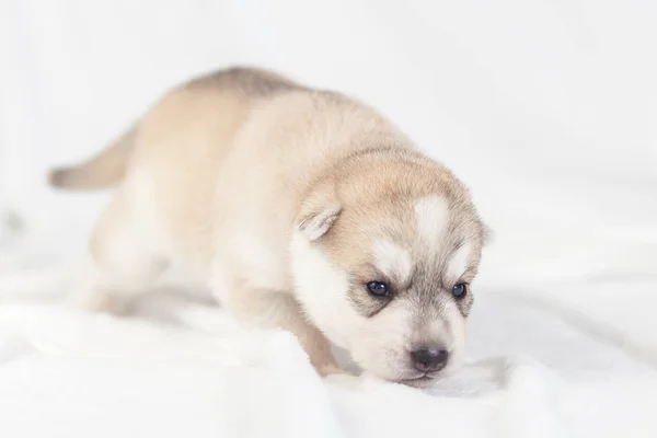 Siberiano Husky cachorro un mes — Foto de Stock