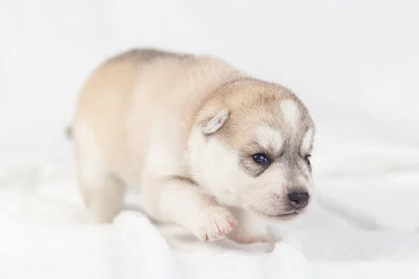 Siberische Husky puppy een maand — Stockfoto