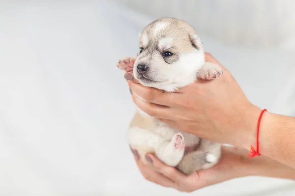 Cachorro Husky siberiano en las manos — Foto de Stock