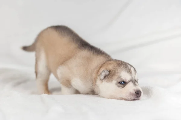 Cachorro divertido de un mes de edad — Foto de Stock