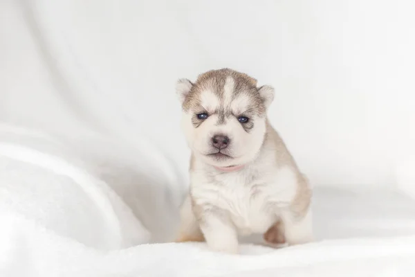 Siberiano Husky cachorro un mes — Foto de Stock