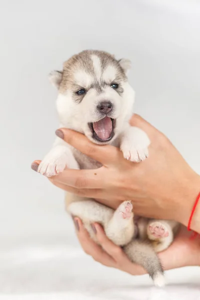 Cachorro Husky siberiano em mãos — Fotografia de Stock