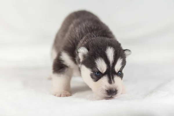 Sevimli Sibirya Husky Köpek yavrusu yalnız — Stok fotoğraf