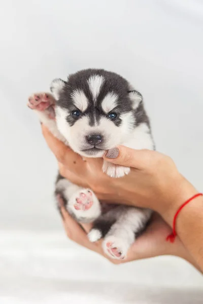 Cachorro Husky siberiano en las manos — Foto de Stock