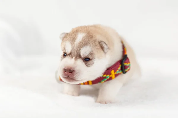 Bir yaka, ekipman ile sibirya husky köpek yavrusu — Stok fotoğraf