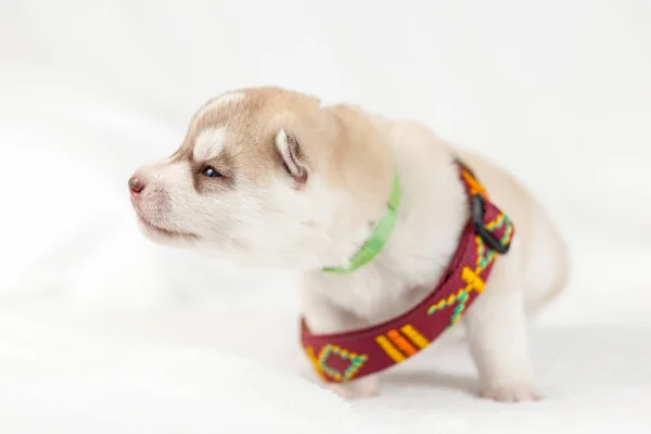 Siberische Husky puppy met kraag, uitrusting — Stockfoto