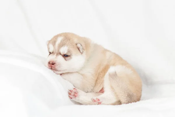 Siberiano Husky cachorro un mes — Foto de Stock