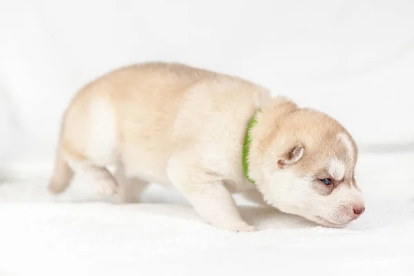 Cachorro husky siberiano cervatillo solo — Foto de Stock