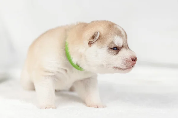 Siberiano Husky cachorro un mes — Foto de Stock