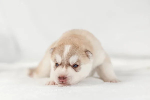 Fawn siberiano husky filhote de cachorro sozinho — Fotografia de Stock