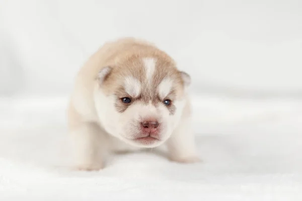 Siberische Husky puppy een maand — Stockfoto