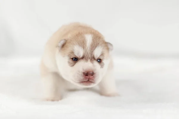 Siberiano Husky cachorro un mes — Foto de Stock