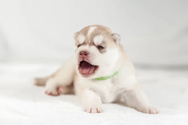 Fawn sibirya husky köpek yavrusu yalnız — Stok fotoğraf