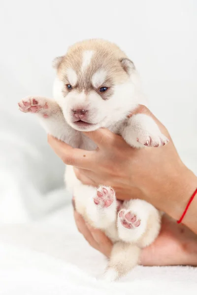 Cachorro Husky siberiano em mãos — Fotografia de Stock