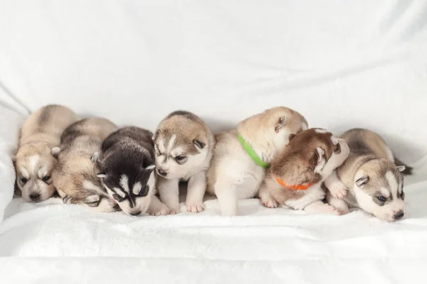 Playful siberian husky puppies 1 month — Stock Photo, Image
